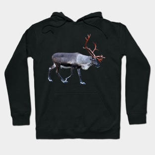 Santa Claus Reindeer Hoodie